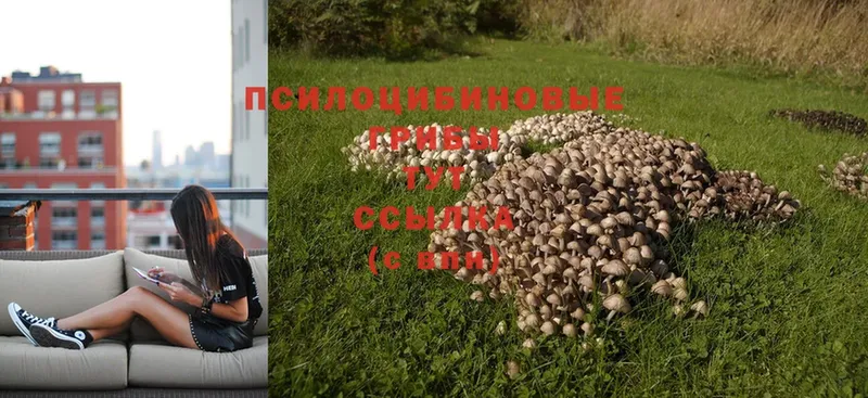 купить наркотик  Льгов  Псилоцибиновые грибы Psilocybine cubensis 